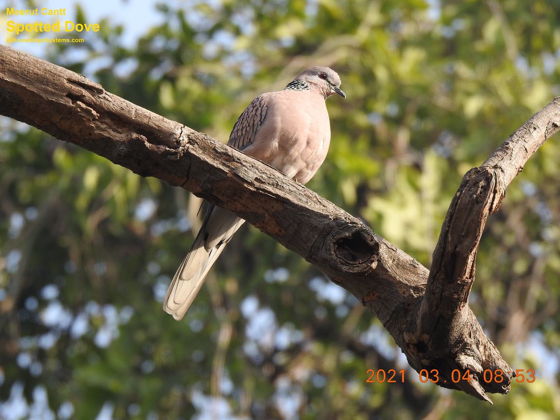 Dove Spotted (82) Coming Soon